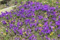 Glade of flowers Violet Altai Viola altaica Ker Gawl., Genus Violet family Violet in an alpine meadow.